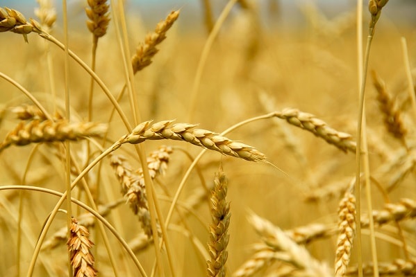 Stanovení genetické modifikace pšenice