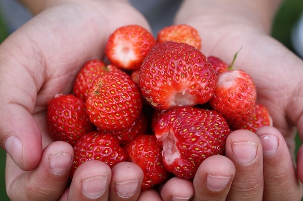 Stanovení vitamínů a minerálních látek v potravinách