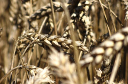 Stanovení alergenů a GMO